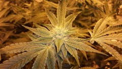 User uploaded image of Rollex OG Kush