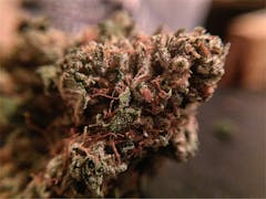 User uploaded image of Rollex OG Kush