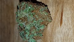 User uploaded image of Rollex OG Kush