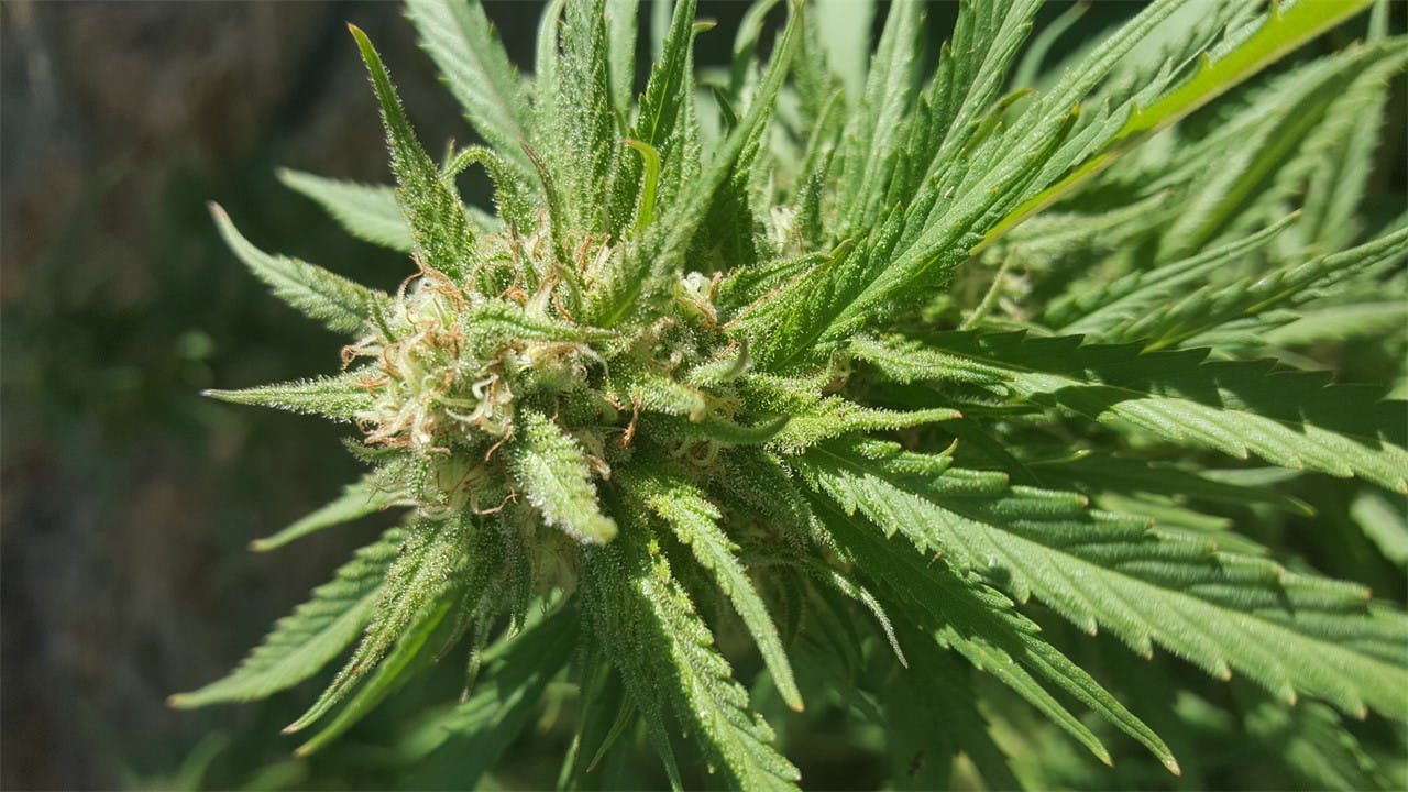 Romulan Grapefruit Weed Strain Information Leafly