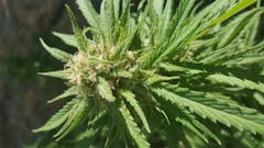 User uploaded image of Romulan Grapefruit