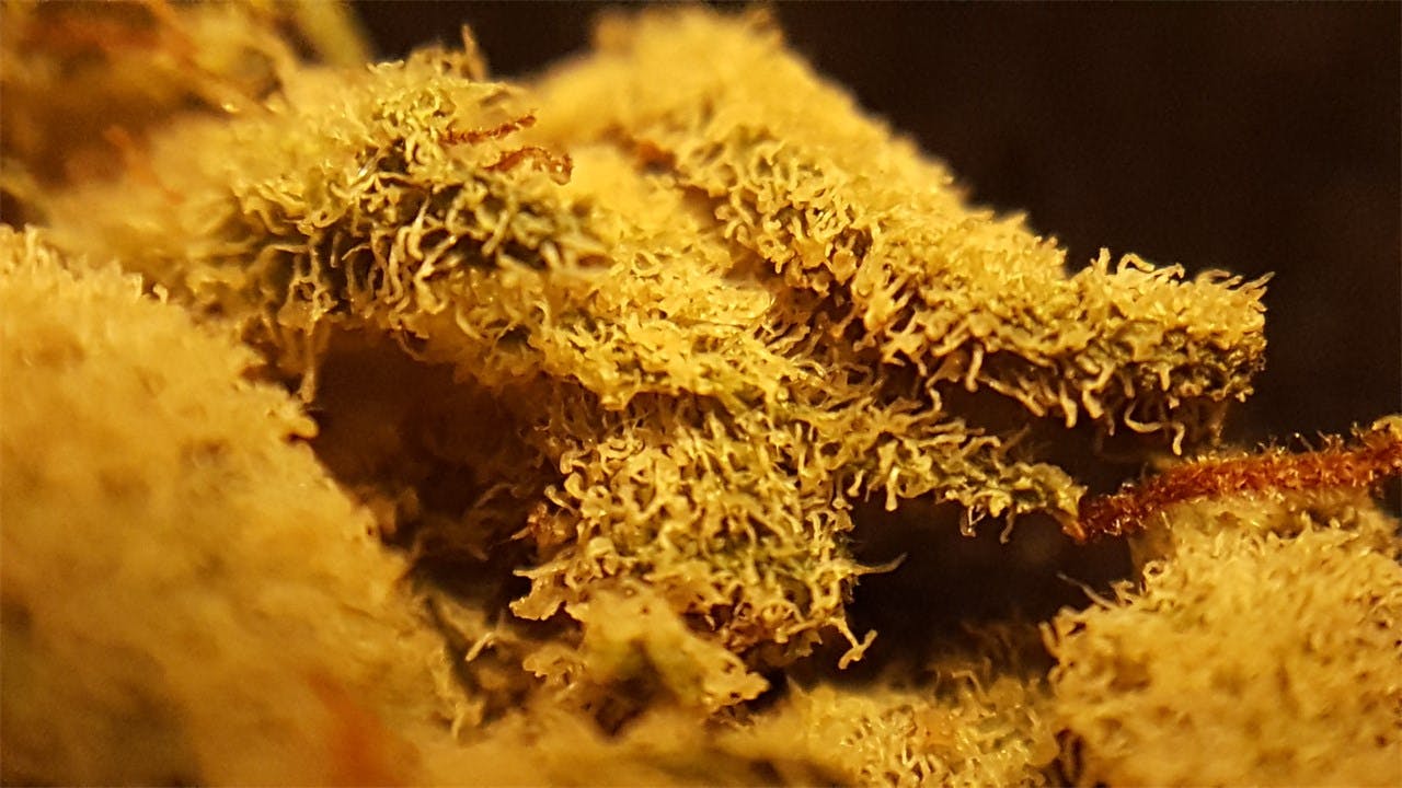 Romulan Weed Strain Information Leafly