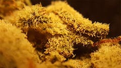 User uploaded image of Romulan