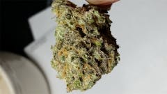 User uploaded image of Romulan