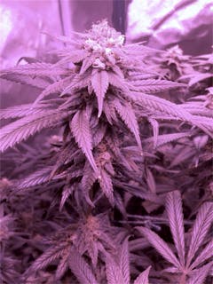 User uploaded image of Romulan