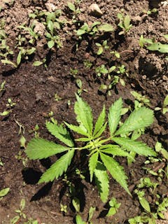 User uploaded image of Root Beer Kush