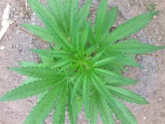 User uploaded image of Root Beer Kush