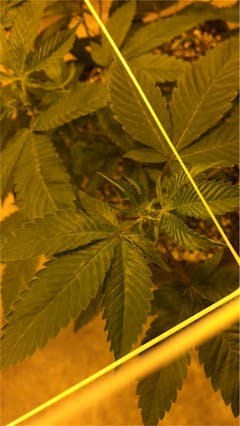 User uploaded image of Royal Chemdawg