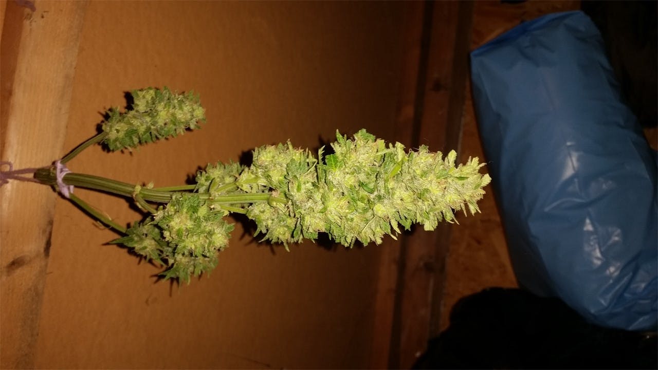 Royal Dwarf Weed Strain Information Leafly