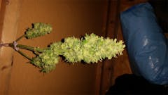 User uploaded image of Royal Dwarf