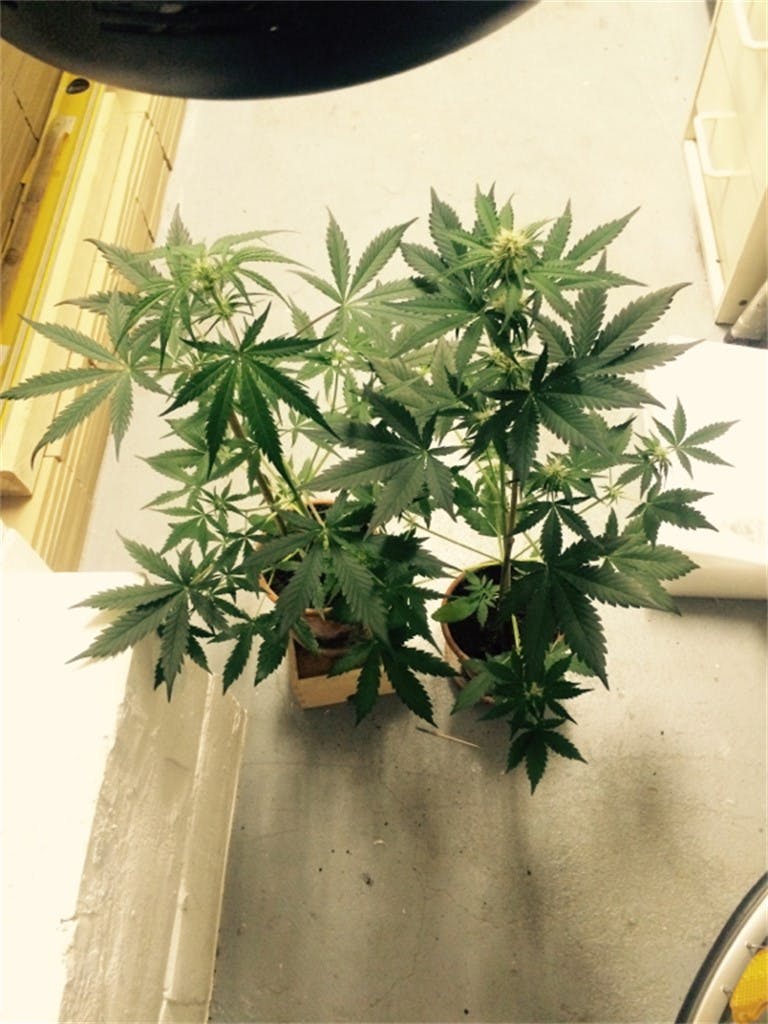 Royal Dwarf Weed Strain Information Leafly