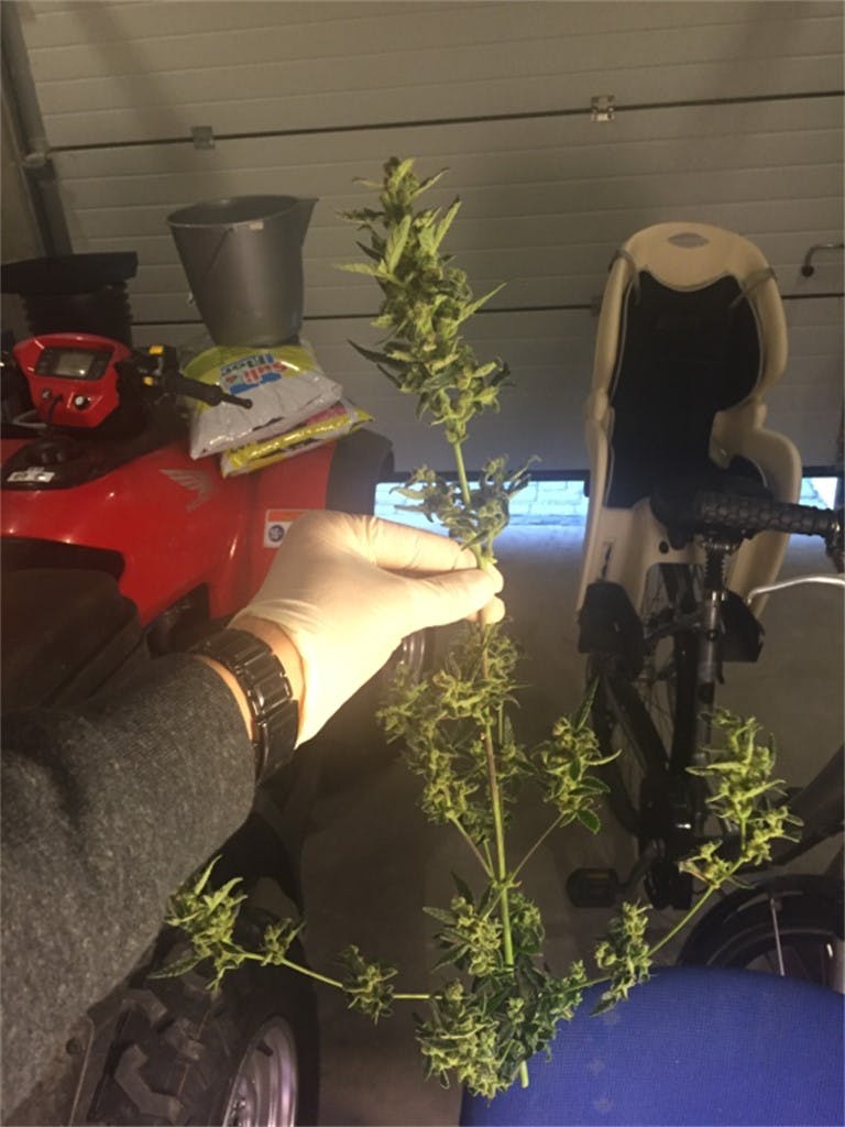 Royal Dwarf Weed Strain Information Leafly