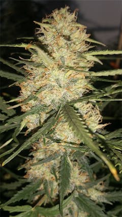 User uploaded image of Royal Dwarf