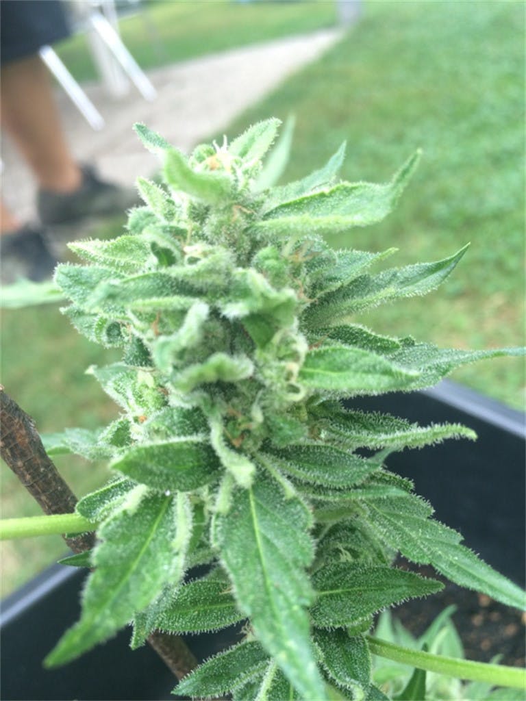 Royal Dwarf Weed Strain Information Leafly