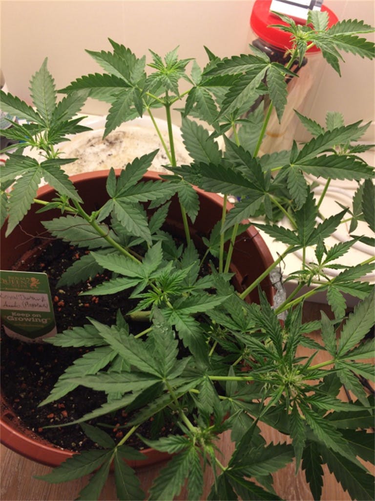 Royal Dwarf Weed Strain Information Leafly