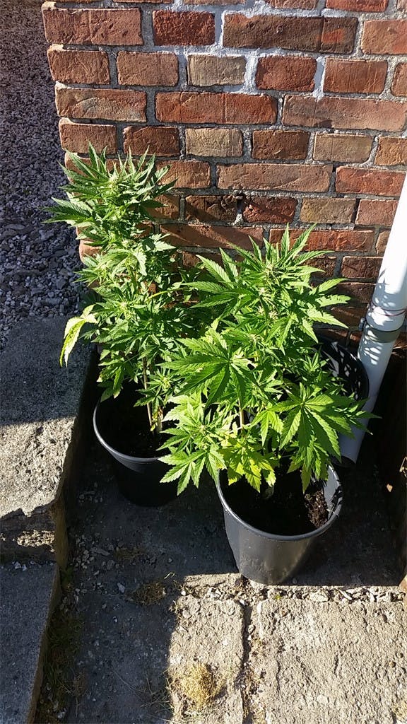 Royal Dwarf Weed Strain Information Leafly