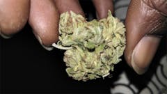 User uploaded image of Royal Haze