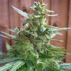 User uploaded image of Royal Haze