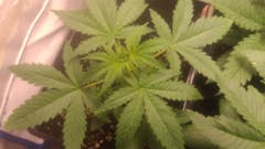 User uploaded image of Royal Highness