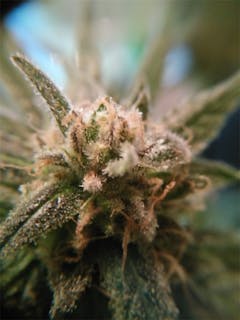 User uploaded image of Royal Highness