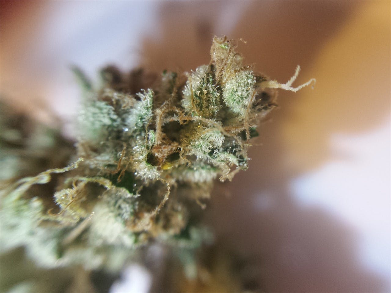 Photos of Rug Burn OG Weed Strain Buds Leafly