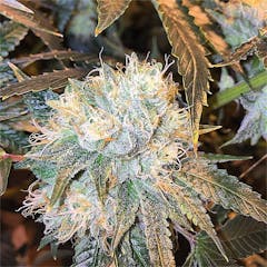 User uploaded image of Russian Assassin