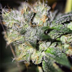 User uploaded image of Russian Assassin