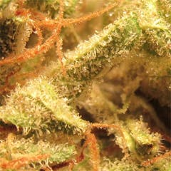 User uploaded image of Sage and Sour