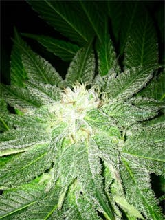 User uploaded image of Sage and Sour