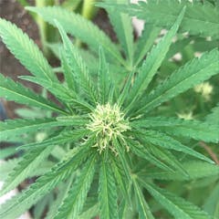 User uploaded image of SAGE