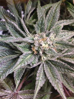 User uploaded image of Salmon River OG