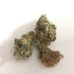 User uploaded image of Santa Sativa