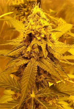 User uploaded image of Satori