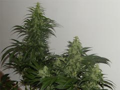 User uploaded image of Satori