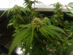 User uploaded image of Satori