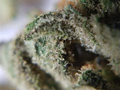 User uploaded image of Savage Citrus Sunshine