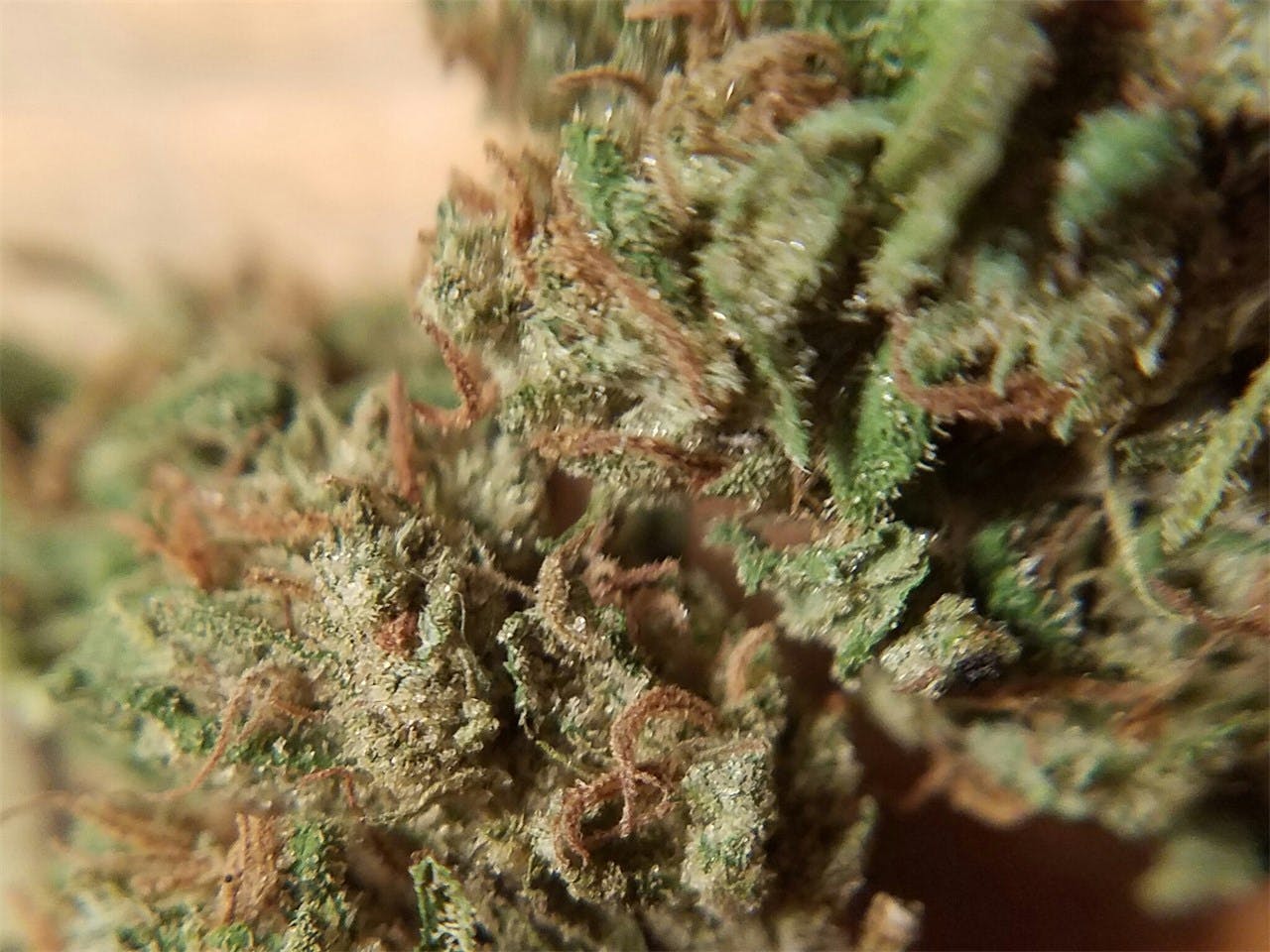 Scooby Snacks Weed Strain Information Leafly