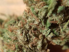 User uploaded image of Scooby Snacks