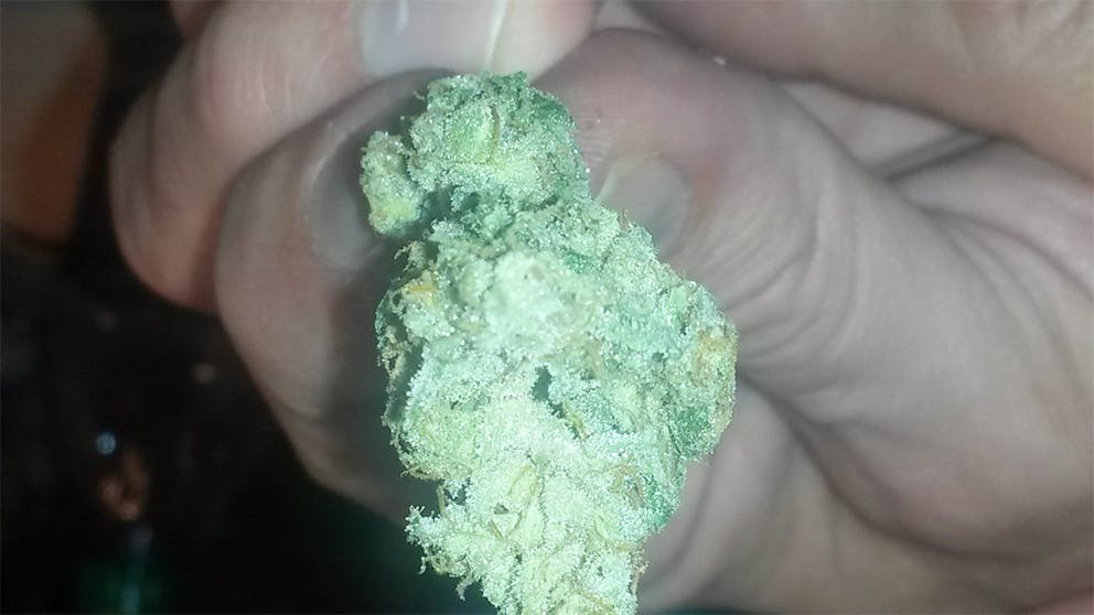 Photos of Scooby Snacks Weed Strain Buds Leafly