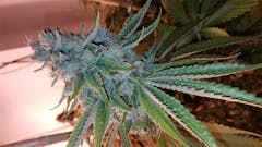 User uploaded image of Scott's OG