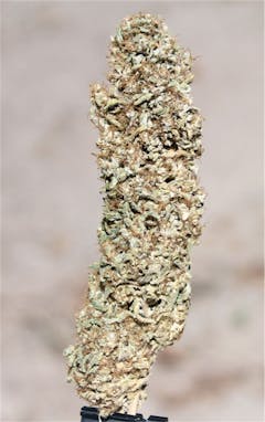 User uploaded image of Seattle Cough