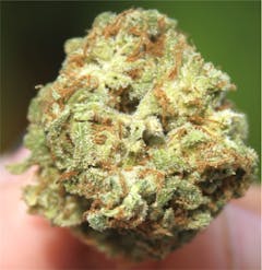 User uploaded image of Seattle Cough