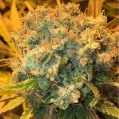 User uploaded image of Sensi Skunk