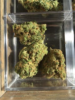 User uploaded image of Sensi Skunk