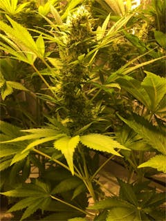 User uploaded image of Sensi Skunk