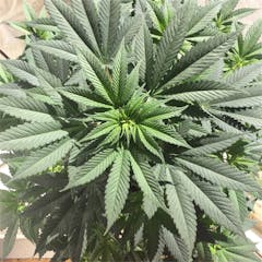 User uploaded image of Sensi Skunk