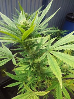 User uploaded image of Sensi Skunk