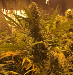 User uploaded image of Sensi Skunk