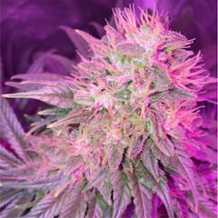 User uploaded image of Sensi Star