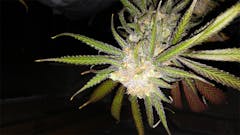 User uploaded image of Sensi Star